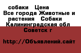 собаки › Цена ­ 2 500 - Все города Животные и растения » Собаки   . Калининградская обл.,Советск г.